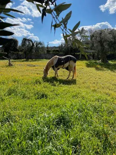 La Campagna, Orto & Animali