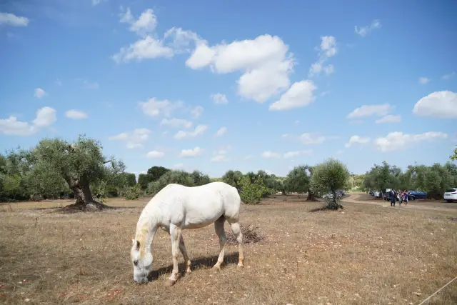 La Campagna, Orto & Animali
