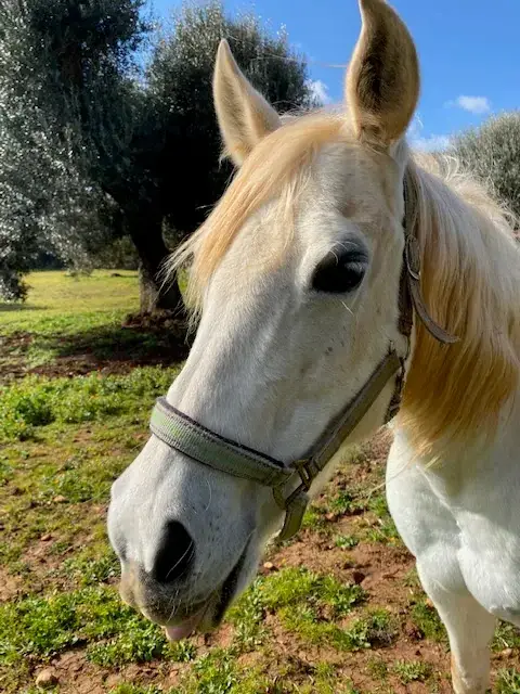 La Campagna, Orto & Animali