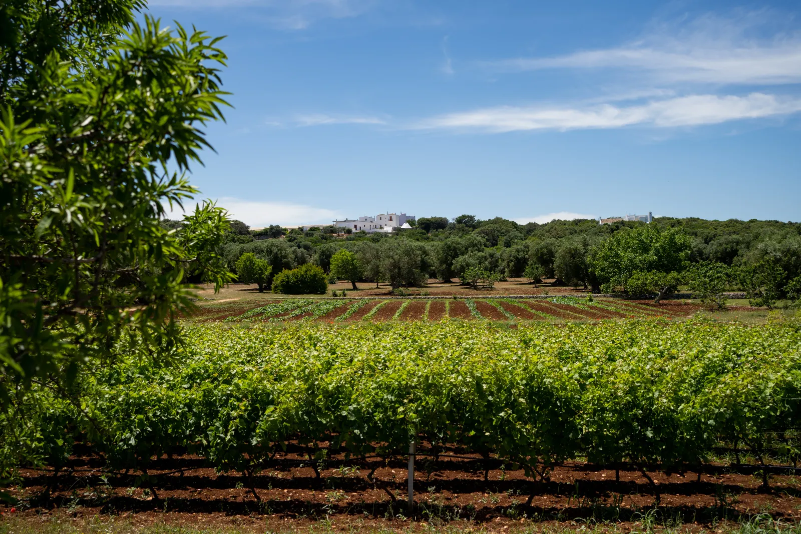 I filari del vigneto, l’orto e gli ulivi nella campagna di Antimo