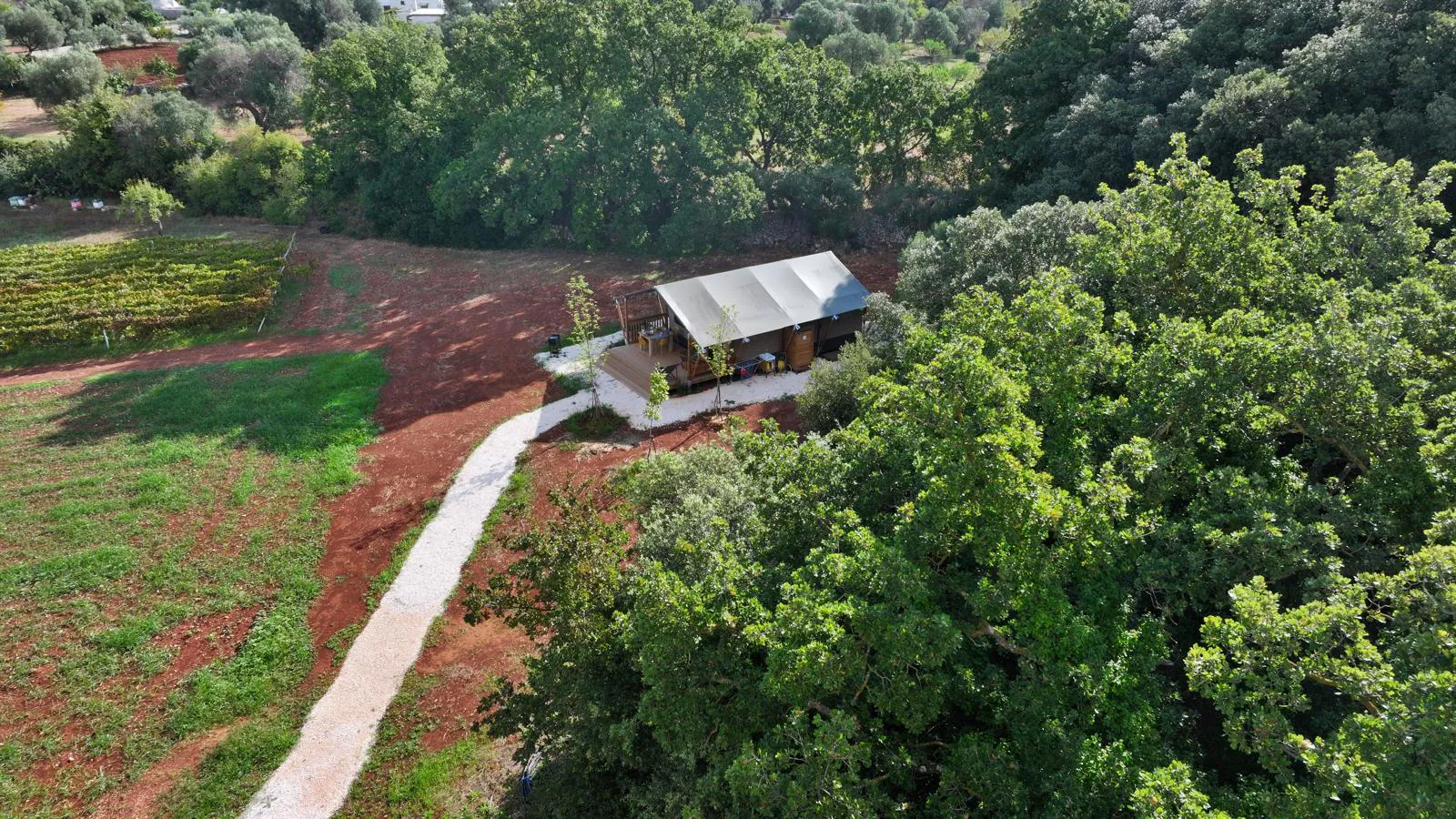 Panoramica aerea del glamping con il sentiero chiaro, i filari e il bosco alle spalle